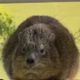 skyhoglet