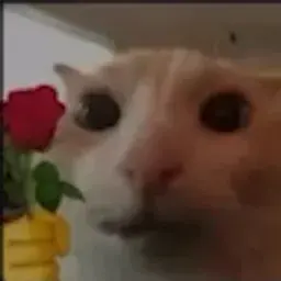 bilaaoliveira33