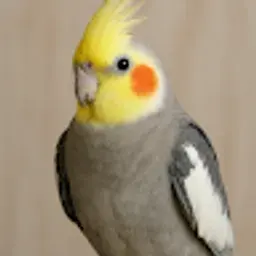 calopsitafogocalopsi