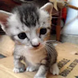 benisacat87
