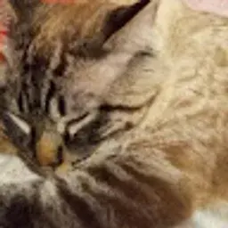 sophiacunha