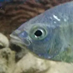 sebca